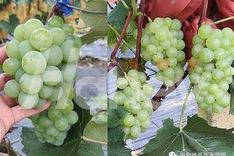 种植葡萄需注意,肥料/？