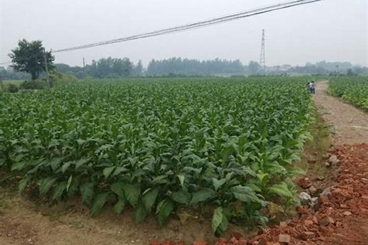 烟叶选土施肥需要注意什么 烟叶的整地与施肥技巧介绍