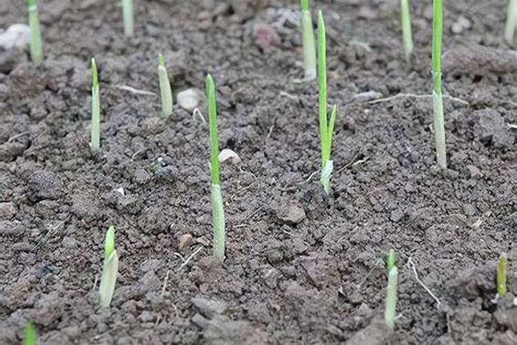 大蒜出苗后施尿素肥好不好呢