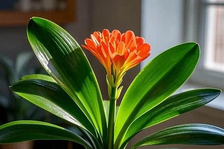 植物扎染染料有哪些