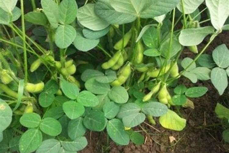 幸福树需要什么肥料,复合肥可促进植株生长
