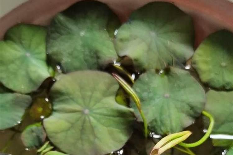 碗莲和荷花长几个叶子才长花茎？