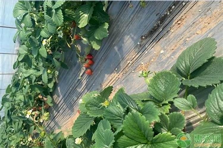 建兰什么时候用磷酸二氢钾催花(叶面施肥好还是浇灌好)