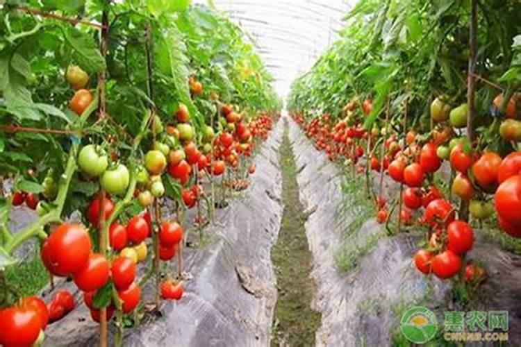 赤霉素、芸苔素、多效唑用法大汇总!