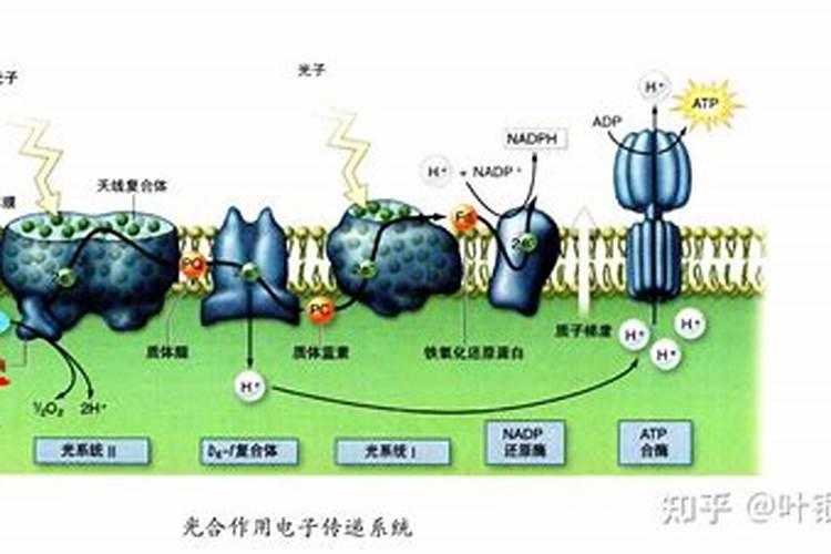 光合作用的暗反应与氮元素无直接关系对吗？