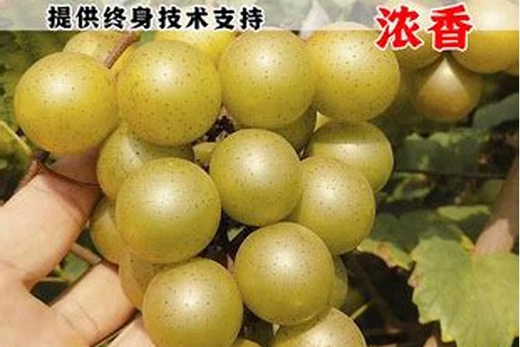 葡萄怎么施肥？