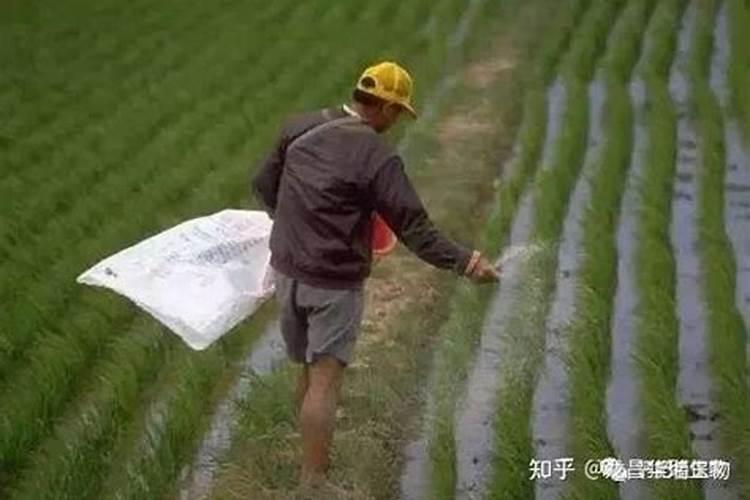 巧棵力颗粒水溶肥的价格高吗？