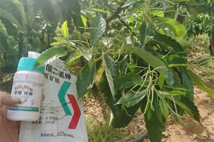 板栗用什么复合肥好