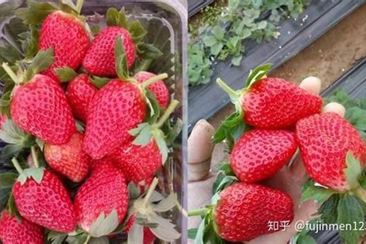 盆栽草莓施什么肥料最好最快 草莓用什么肥料最好