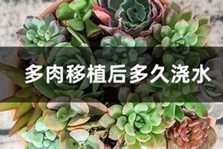 颗粒控释肥适合多肉吗？