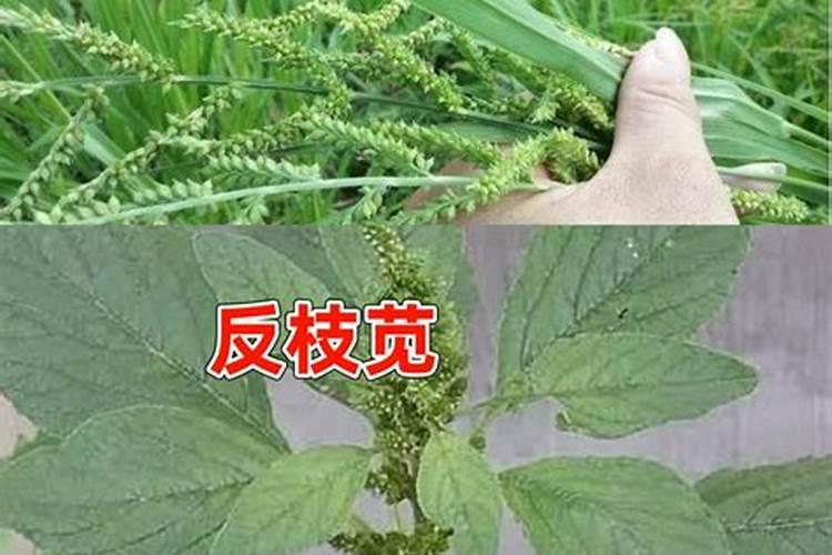 立本草铵膦怎么样