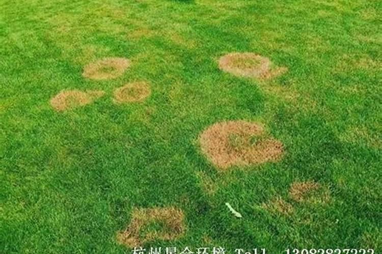桃树打什么叶面肥上色好