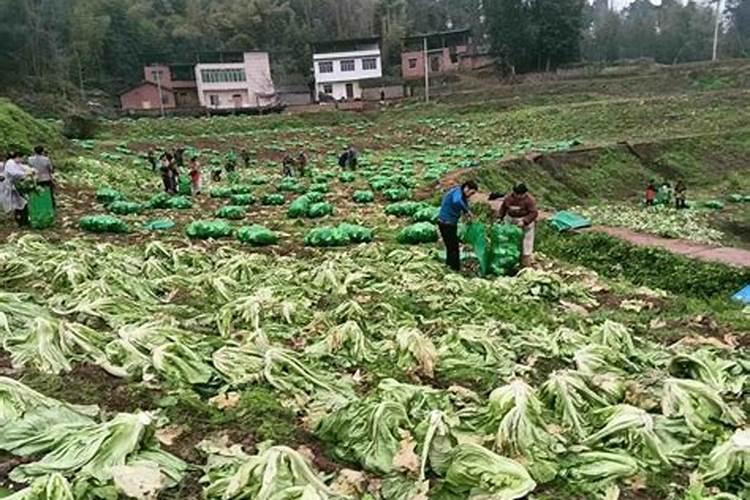 如何使用饼肥