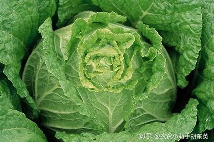 白菜喜欢什么样的肥料