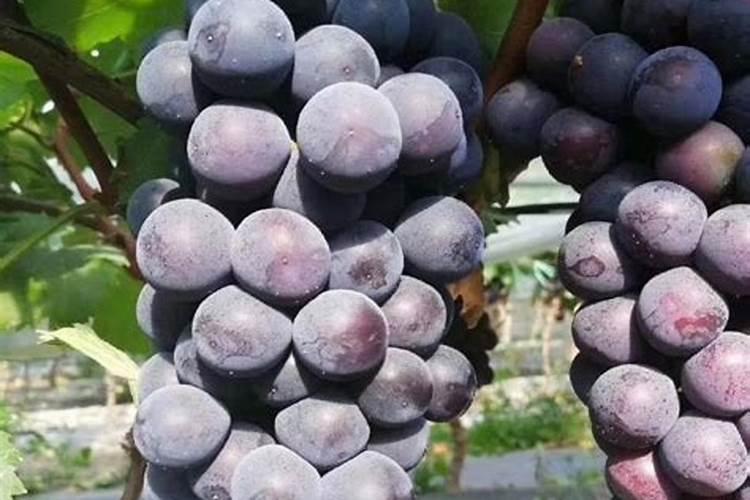 葡萄用什么肥料最好