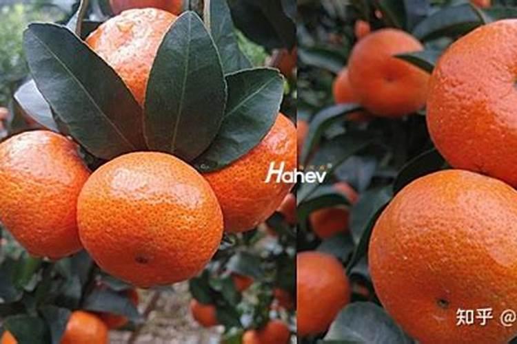 花生开花期要施什么肥花生开花期怎么施肥