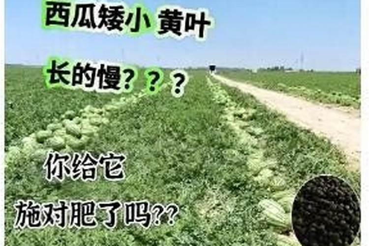 西瓜长多大浇水最好!