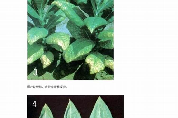 烟草氮肥过多怎么补救？