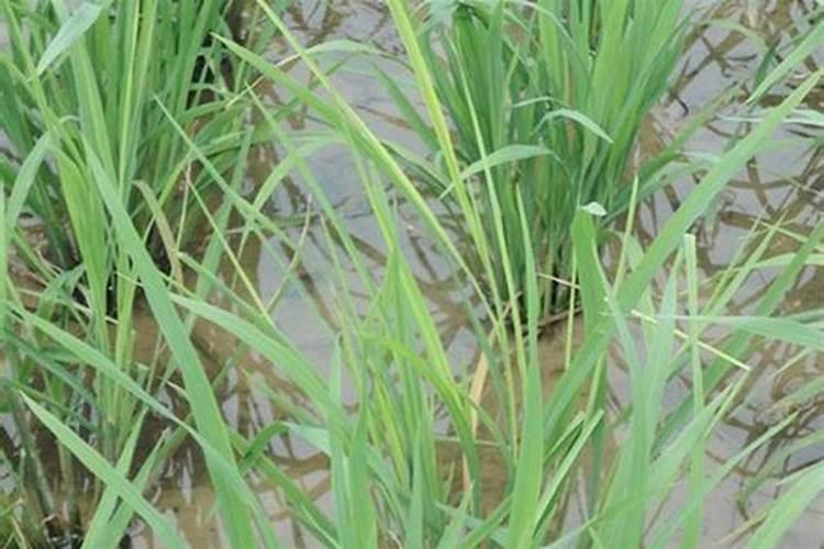 什么东西可以给花当肥料使用、生活中有哪些常用物品可以做花肥