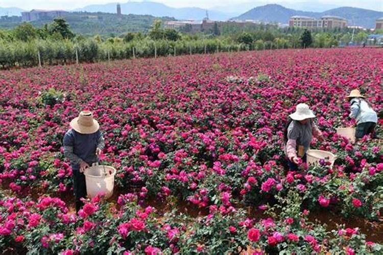 玫瑰花施什么肥料最好