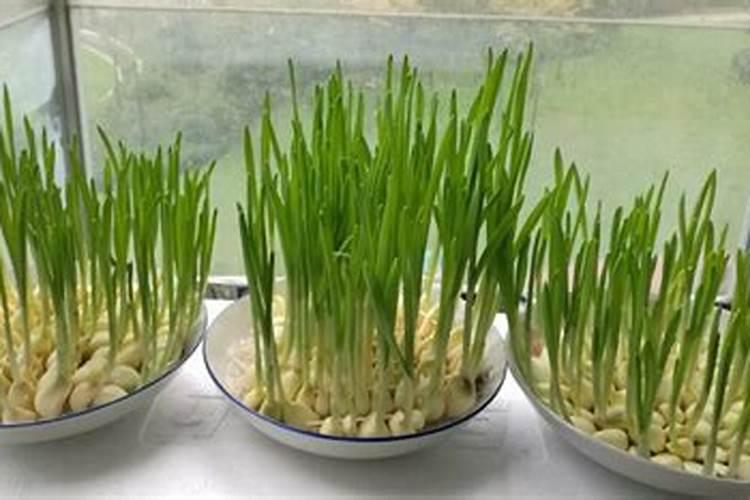 水培蒜苗用什么肥料