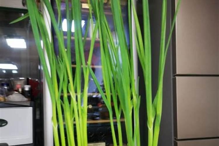 水培蒜苗如何施肥