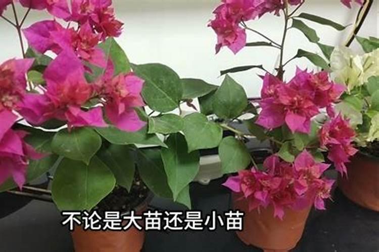 三角梅长出花苞后怎么浇水,施肥