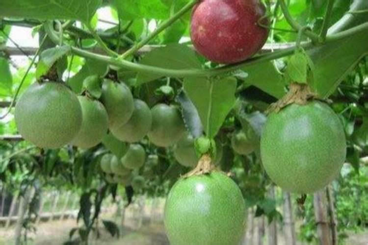 百香果用什么肥料好