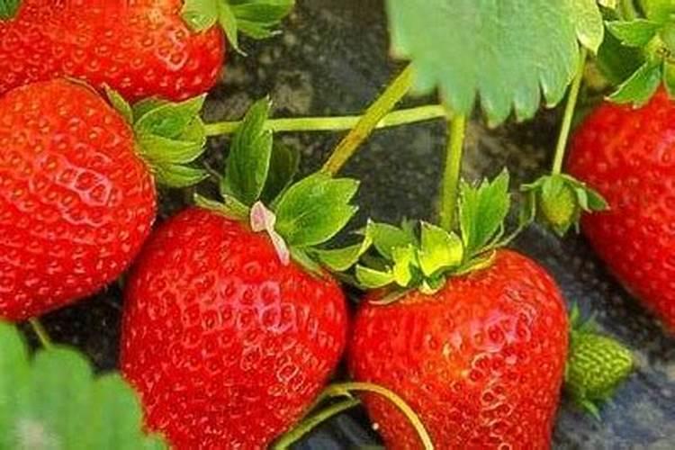 韭菜施什么肥料长得快