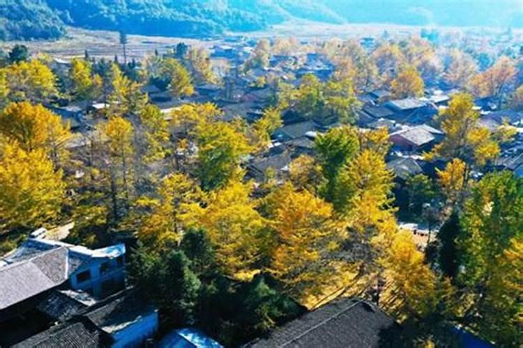 酸枣种子几月播种最好 怎么处理 种植方法