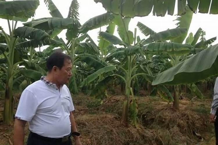 茭白常见的病害有哪些怎么防治