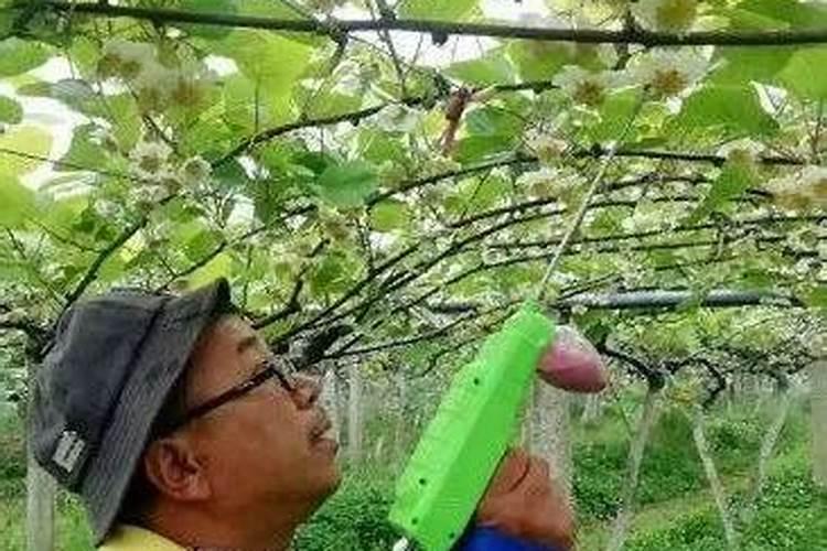 猕猴桃开花不结果的原因