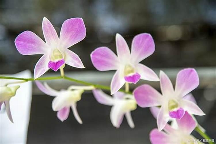 阳台上能种红苋菜吗