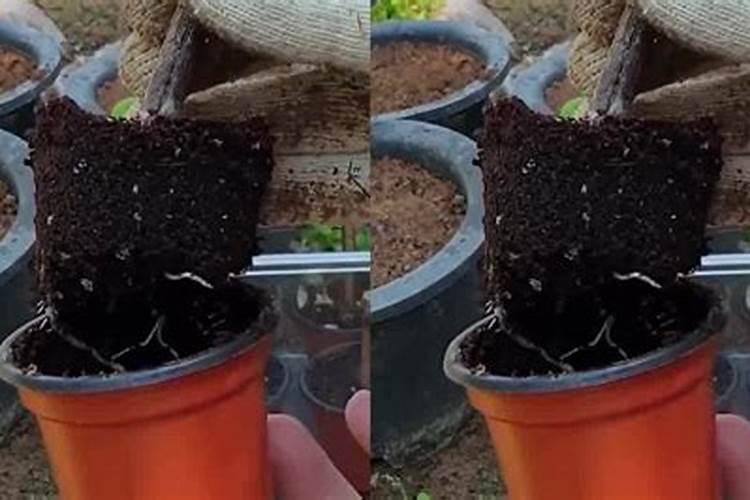 红薯怎么施肥能达到高产(种植扦插红薯高产追肥技术)