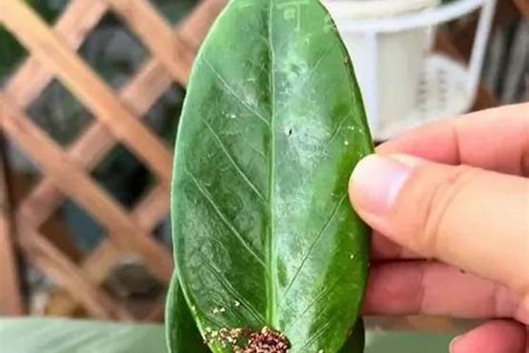 红叶石楠扦插苗什么时候施肥？红叶石楠扦插苗后期施肥技术