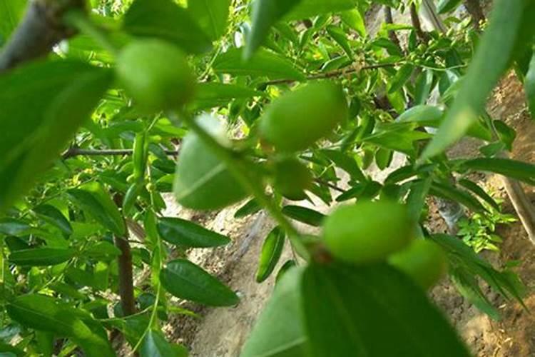 桃树花前花后打药技巧