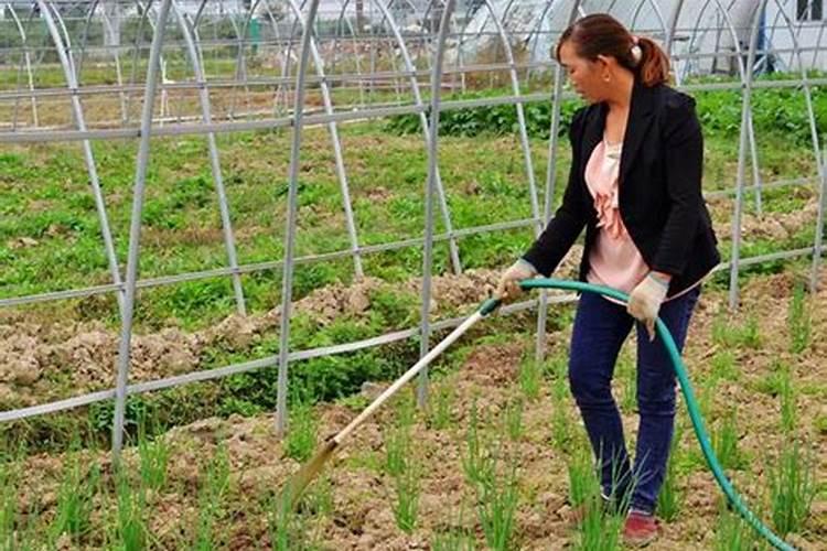 用什么除草剂把香蕉树根全死掉？