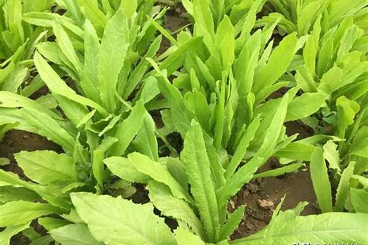 荠菜施肥用什么肥料