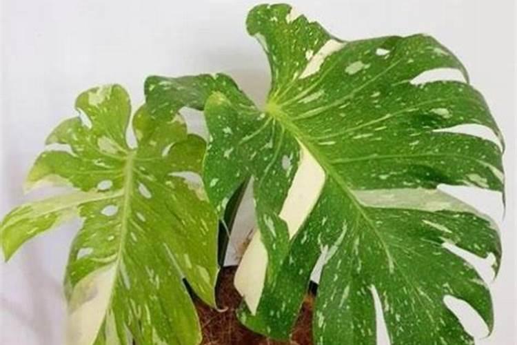 腐殖酸肥料的效果是什么？应该如何使用？