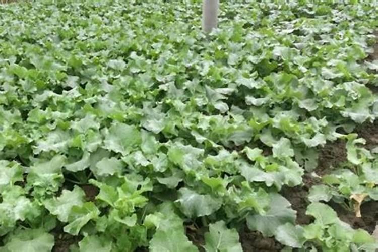 家里种小麦什么钾肥质量好？