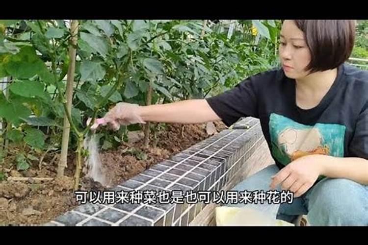 阳台蔬菜怎么施肥