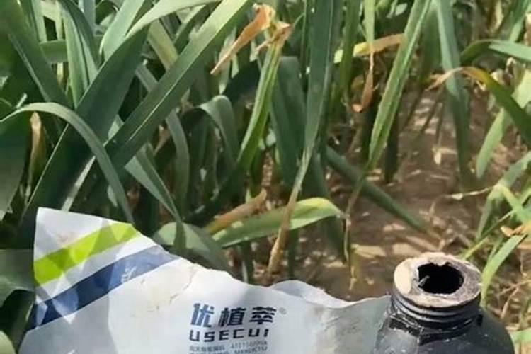 大蒜中后期水肥管理