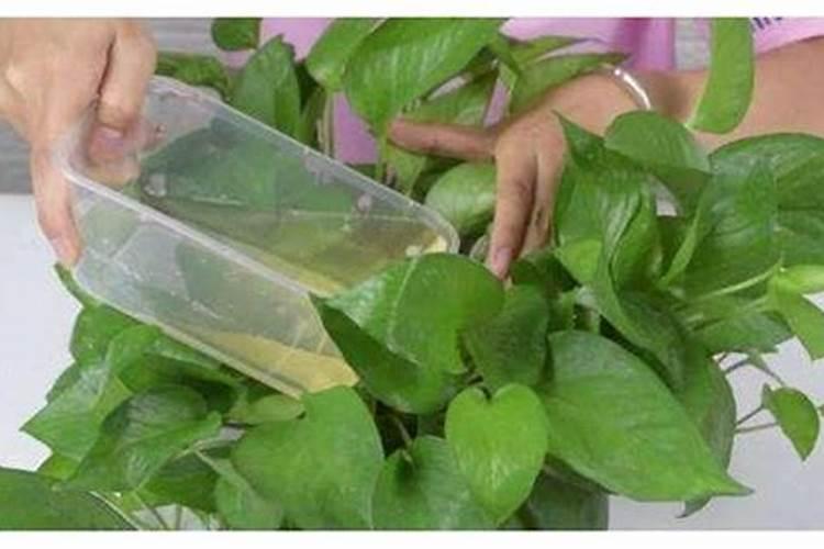 蔬菜上喷氨基酸叶面肥能吃吗