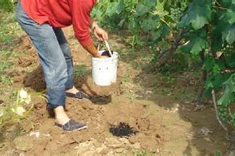 草莓用什么肥料果子又大又甜