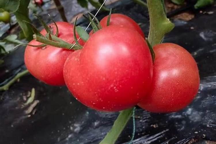 花生开花期叶面喷施磷酸二氢钾和铁肥氮肥行吗？