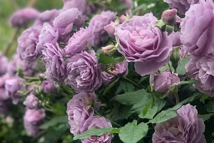 月季花能不能放氯化钾？