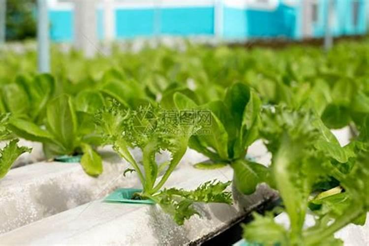 叶面肥是有机肥吗 有机肥可以叶面喷施吗