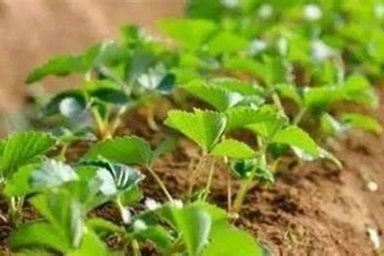 草莓用什么叶面肥