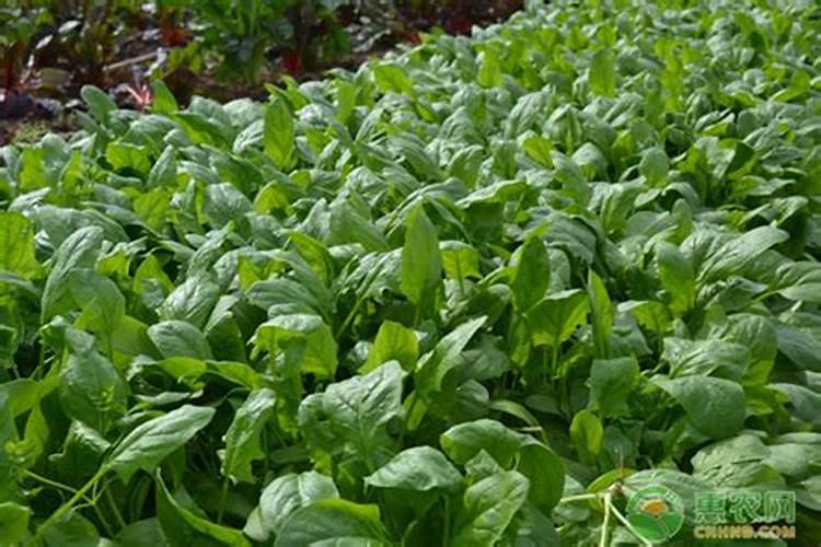 菠菜用哪类肥料可以长得快一些