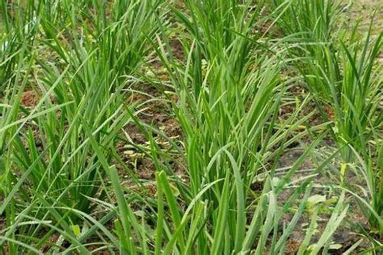 种植大豆需要上多少肥都上什么肥